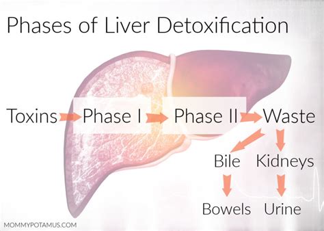 How To Support Liver Health for Detox