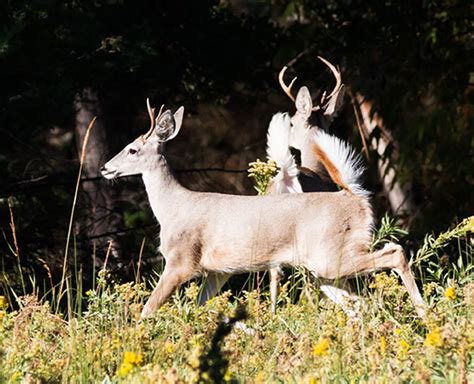 Coues Deer Arizona White-tailed Deer Odocoileus virginianus couesi Photograph of Photo of Image of