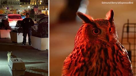 Central Park Zoo owl set free: Rescuers attempt to catch Eurasian eagle named Flaco in NYC ...