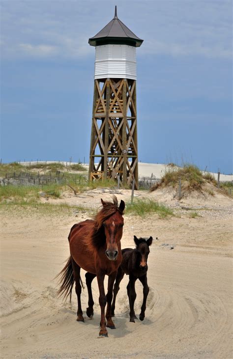 Carova Corner: Corolla Wild Horses make the New York Times