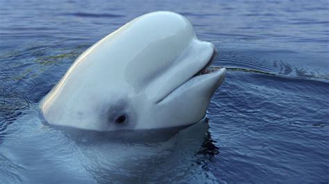 Tracking beluga whales in the Beaufort Sea through Facebook – Eye on ...