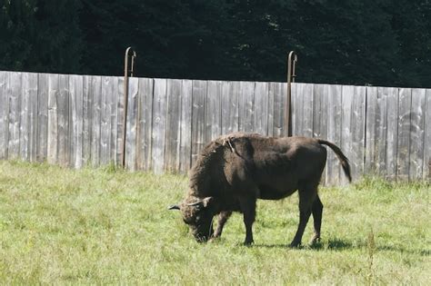 Premium Photo | Bison at bialowieza national park