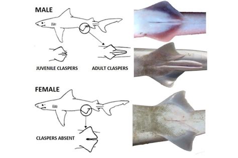 Shark Bits: Shark reproduction - UF/IFAS Extension Sarasota County