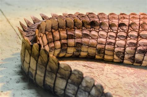 Alligator Crocodile Skin in Detail Close Up Stock Photo - Image of ...