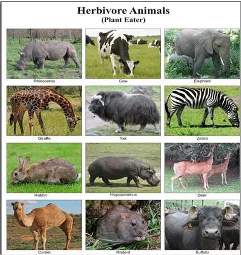 Carnivores and Herbivores: Characteristics, Types and Examples