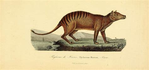 Tasmanian-Tiger_Biodiversity-Heritage-Library-CROP_Web | Good Nature ...