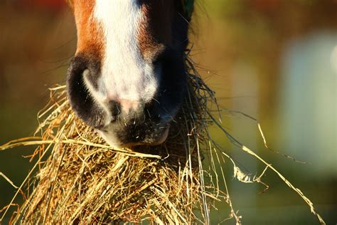 Food or Foe: What Do Horses Eat (And Why) - Horse Rookie