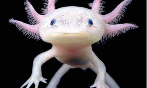 Salamandra Ajolote Animado Axolotl Mexican Dibujoajolote Dibujo | Porn Sex Picture