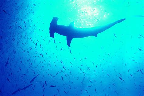 Download Animal Hammerhead Shark HD Wallpaper