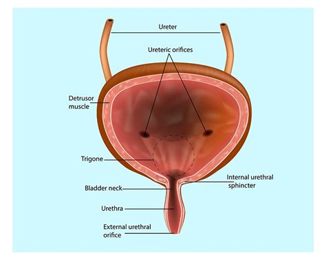 Bladder Function | anatomy, function, diseases, images