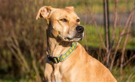 The Labrabull: Labrador Retriever x American Pit Bull Terrier Mix