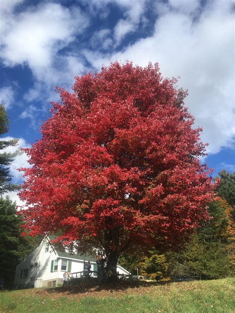 Vermont sugar maple in full color 🍁 : r/pics