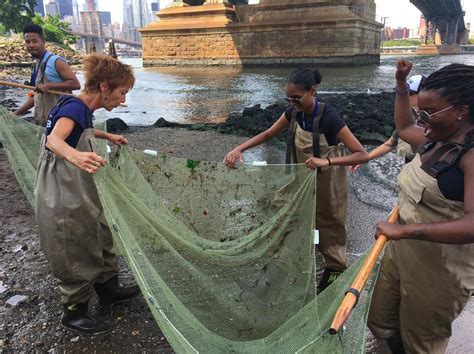 Seining in the East River - Brooklyn Bridge Park