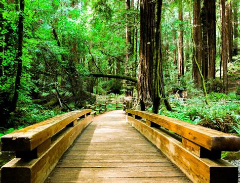 5 epic hikes through California's ancient sequoia and redwood groves