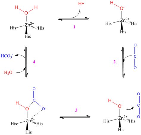 Carbonic anhydrases; Carbonic Anhydrase; Carbonate Dehydratase