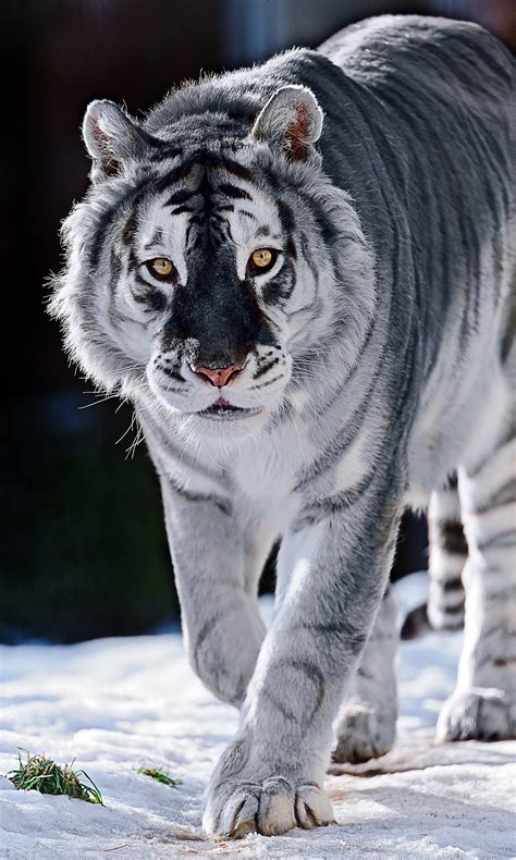 TIL there is a sub species of tigers with dark blue fur. Except now ...