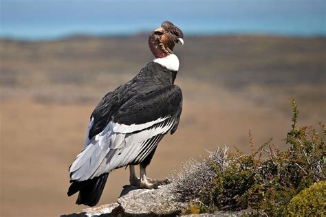 condor , Tierra del fuego , patagonia , Chile | Fauna chilena, Condor ...