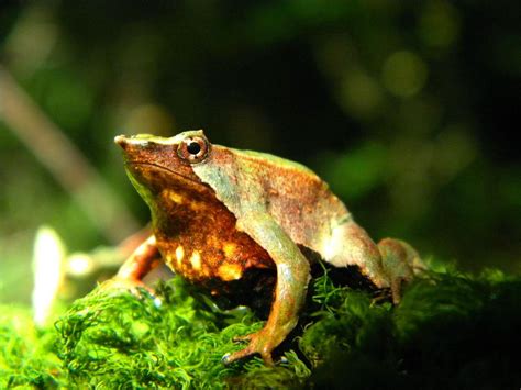 New action plan developed for conservation of Darwin's frogs | IUCN