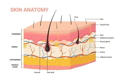 Skin layer structure anatomy diagram | Skin anatomy, Anatomy, Skin science