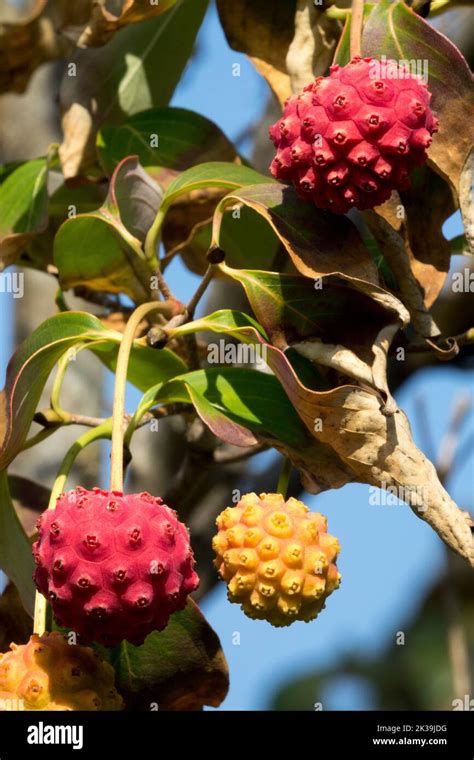 Are Kousa Dogwood Berries Poisonous