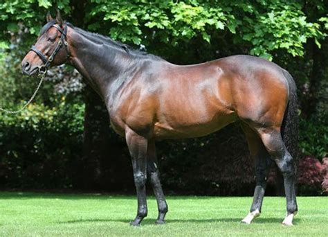 Canford Cliffs - Stallion | Breednet