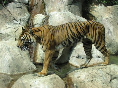 File:Sumatran Tiger 006.jpg