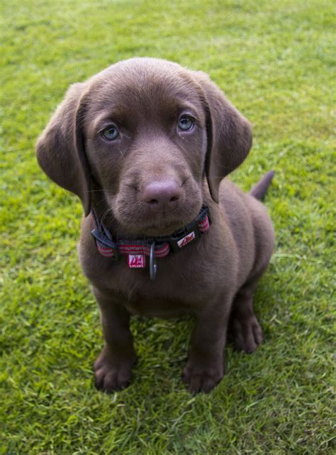 Labmaraner (Weimaraner-Labrador Retriever Mix) Info and Pictures