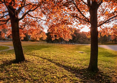 Tree Full of Fall Colors in a Public Park Stock Photo - Image of background, city: 128367396