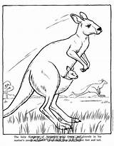 baby kangaroo coloring Pages 049 – Kids Time Fun Places To Visit And  sketch template