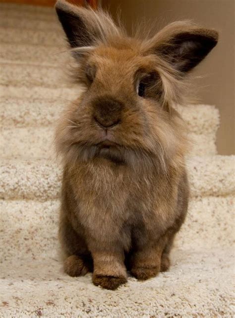 Lionhead bunny...awww! | Pets, Pet bunny, Cute animals