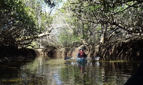 Adelaide Dolphin Sanctuary Kayaking Eco Tour | Experience Oz