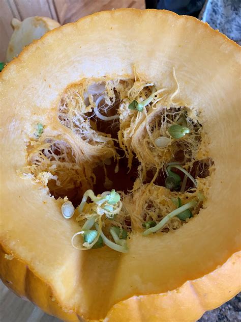 Pumpkin seeds? Carving our pumpkin to be surprised by these sprouted seeds. : r/mildlyinteresting