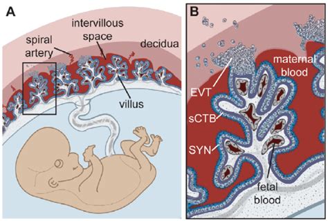 Placenta Structure