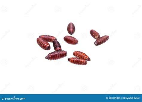 Brown Pupae of Fly Larvae on a White Isolated Background Stock Image ...