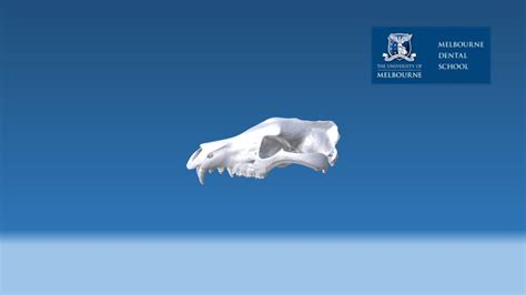 Tasmanian Tiger Skull - 3D model by Melbourne Dental School (@Ritasodontology) [b10e6d5] - Sketchfab