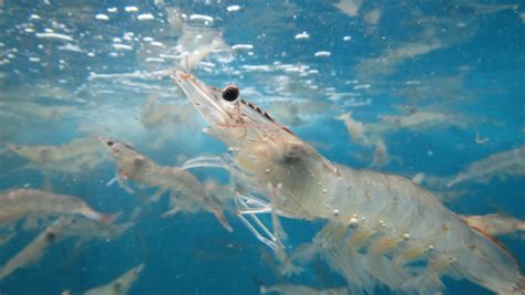 Aquaculture Farming: The Future of Shrimp Consumption