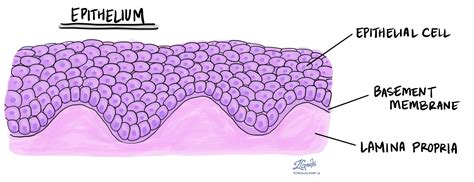 Lamina Propria Basement Membrane / Https Www Atsjournals Org Doi Pdf 10 1164 Ajrccm Conference ...