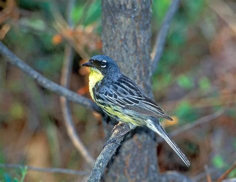 Kirtlands Warbler Photograph by G Ronald Austing | Fine Art America