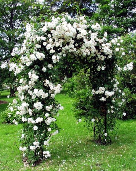 Climbing white roses seeds - 20seeds - code 386 | Garden archway ...