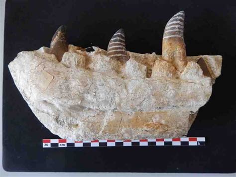 Tooth enamel analyses offer insights into the diet and habitat of T.rex relative tarbosaurus ...