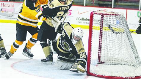 Bobcats even series with Bruins | Bismarck Bobcats | bismarcktribune.com