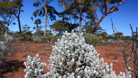 Australia’s plants have little capacity left to cope with hotter, longer heatwaves: study | The ...