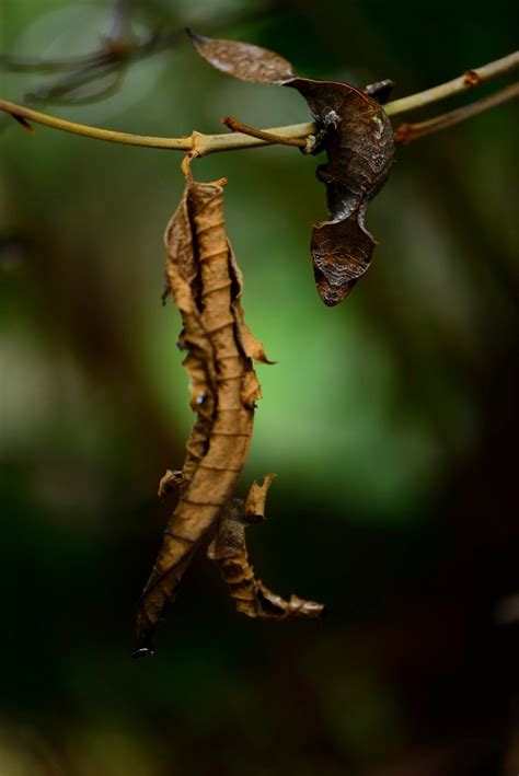 Uroplatus phantasticus demonstrating camouflage – Dr Mark D. Scherz