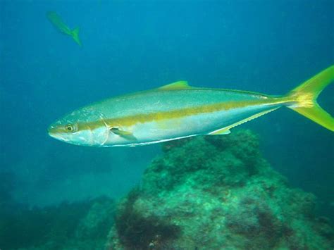 Seriola lalandi - southern yellowtail amberjack, yellowtail kingfish ...