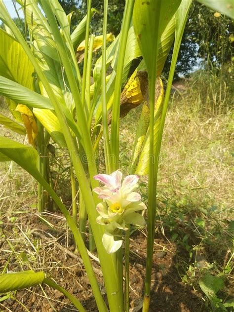 Turmeric Flower and Plant. Photo about turmeric, flower, plant, tulip ...