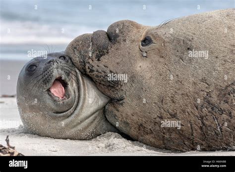 Bull southern elephant seal hi-res stock photography and images - Alamy