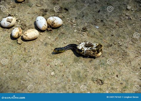 Closeup Of Newborn Poisonous Snake Hatching From The Egg. Rhabdophis ...