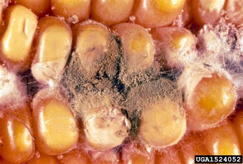 Aspergillus ear and kernel rot (Aspergillus flavus Link)