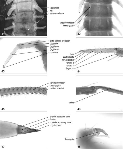 A common terminology for the external anatomy of centipedes (Chilopoda)