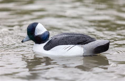 Migration Edition Bufflehead – Tanglefree Shop